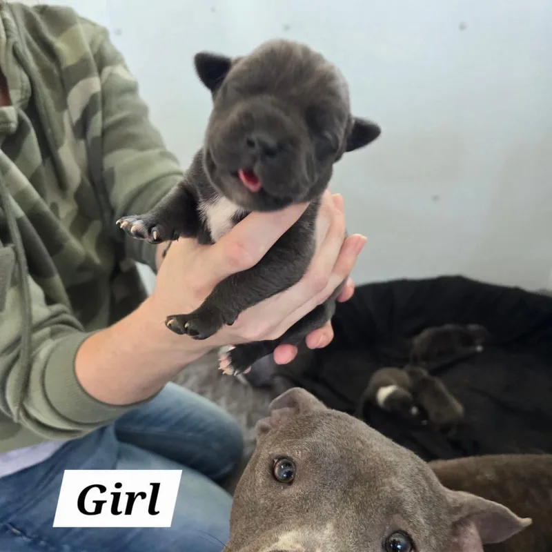 A baby small-sized female Gray / Blue / Silver Mixed Breed dog named Pippin for adoption in Hinesville, GA