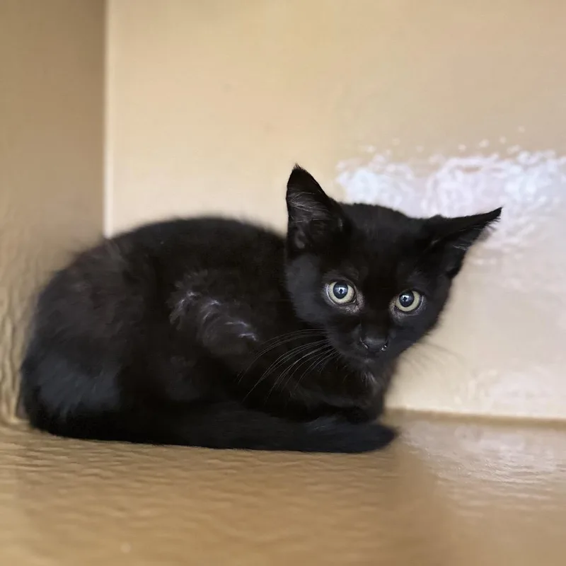 A baby small-sized male Black Domestic Short Hair cat named Mike for adoption in Spokane, WA