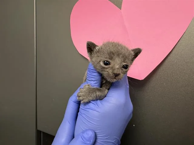 A baby small-sized female Domestic Short Hair cat named A for adoption in Ontario, CA