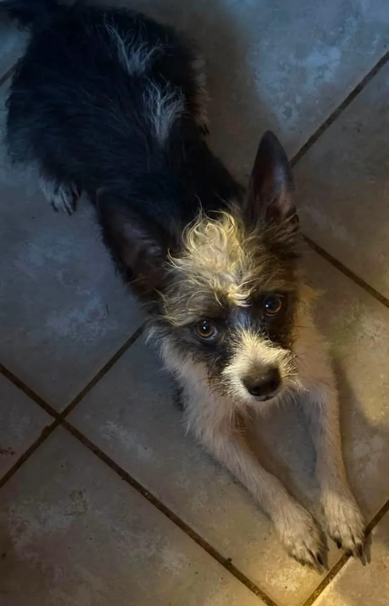 A young small-sized male Yorkshire Terrier dog named Chewy for adoption in Alexander, AR