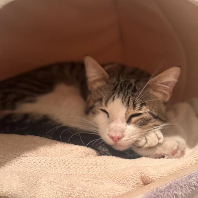 An adult small-sized male Brown / Chocolate Domestic Short Hair cat named Leo for adoption in Los Angeles, CA