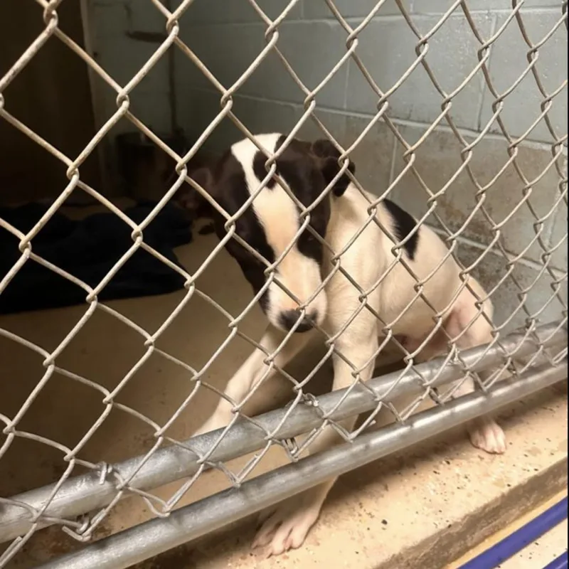 Darrien  Drizzle thumbnail 2