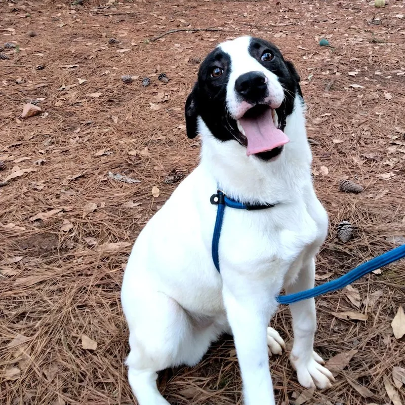 Darrien  Drizzle thumbnail 3