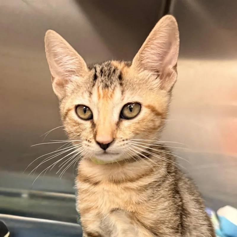 A baby small-sized female Gray / Blue / Silver Domestic Short Hair cat named Matcha for adoption in Palm Springs, CA