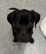 A baby medium-sized male Black Labrador Retriever dog named Hansel for adoption in Tinley Park, IL