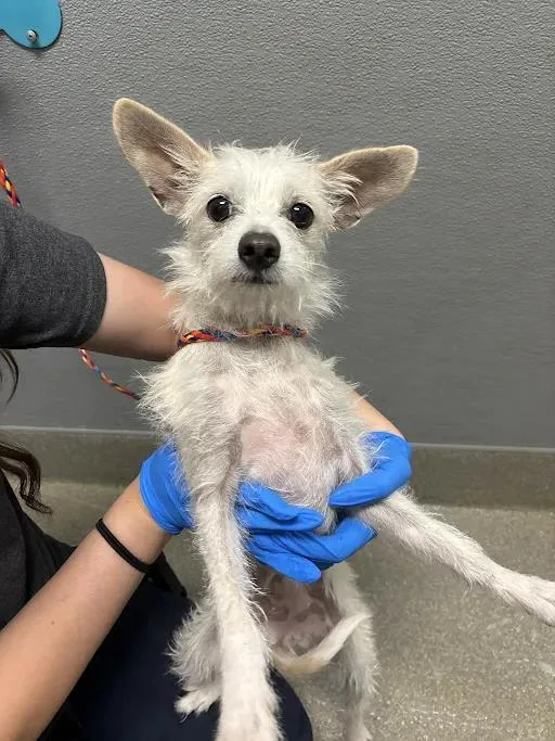 An adult small-sized female Terrier dog named Carol for adoption in Las Vegas, NV