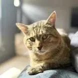 An adult small-sized male Black Domestic Short Hair cat named Carti for adoption in Atlanta, GA