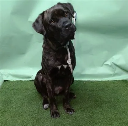 An adult large-sized female Cane Corso dog named Maxine for adoption in Gardena, CA