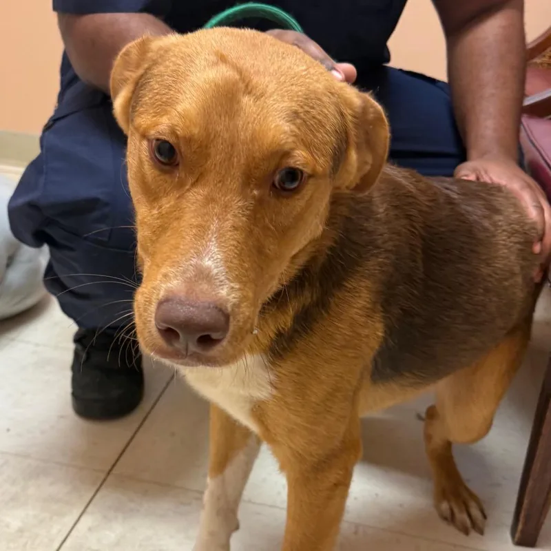 A young medium-sized male Yellow / Tan / Blond / Fawn Coonhound dog named Krillin for adoption in Jacksonville, AR