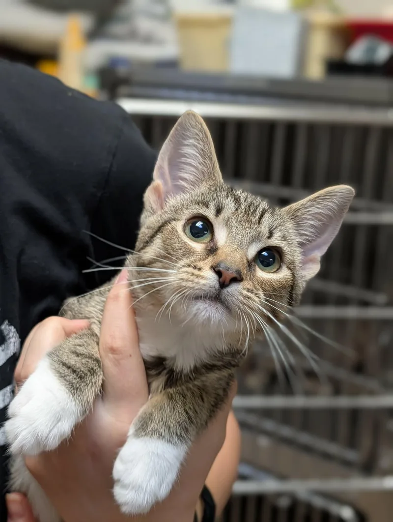 A baby medium-sized female Tabby (Tiger Striped) Domestic Short Hair cat named Sun for adoption in Chambersburg, PA