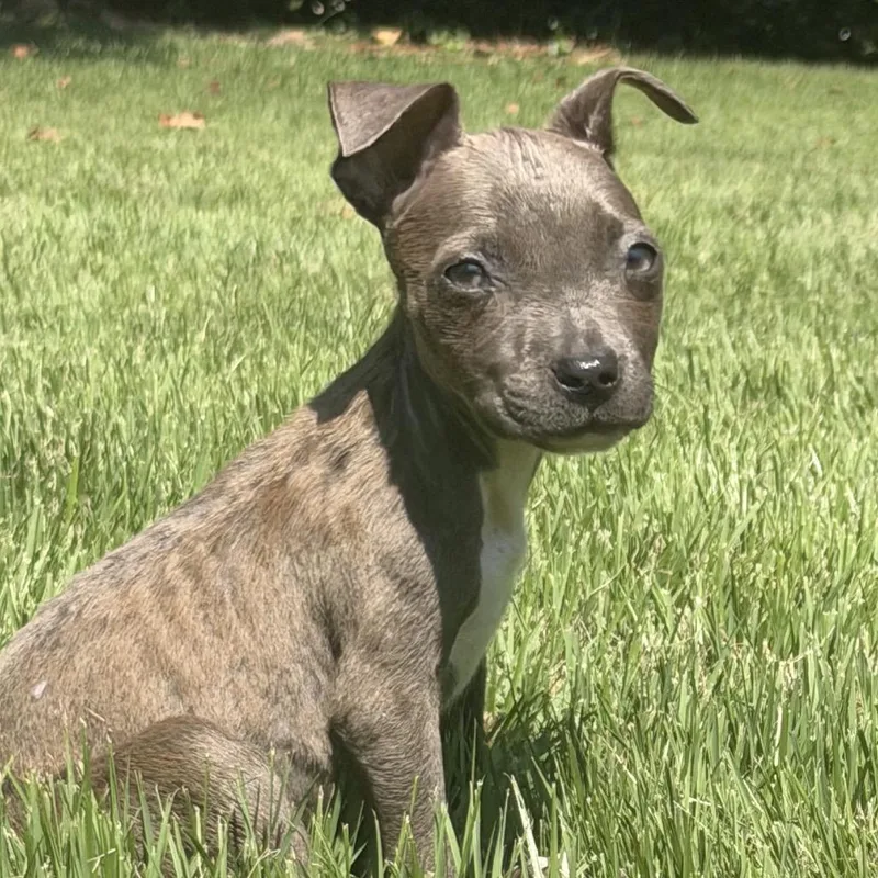 A baby small-sized female Mixed Breed dog named Pumpkin for adoption in Austell, GA