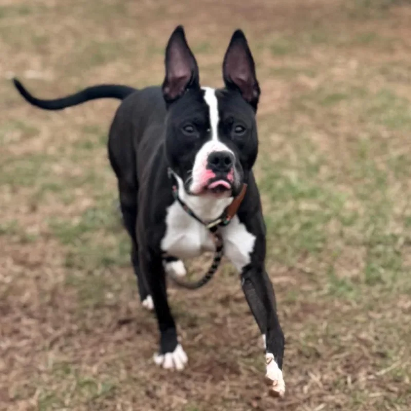 An adult large-sized male Black Pit Bull Terrier dog named Boston Tea Party for adoption in York, PA