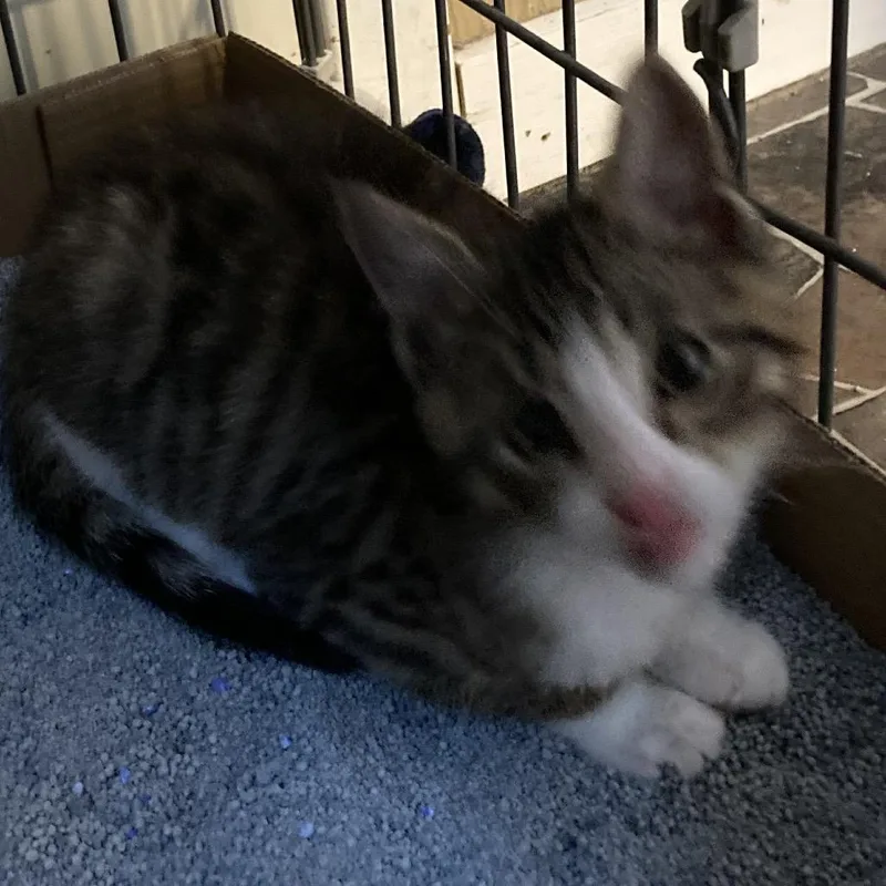 A baby small-sized male Brown / Chocolate Domestic Medium Hair cat named Maverick for adoption in Marion, IL