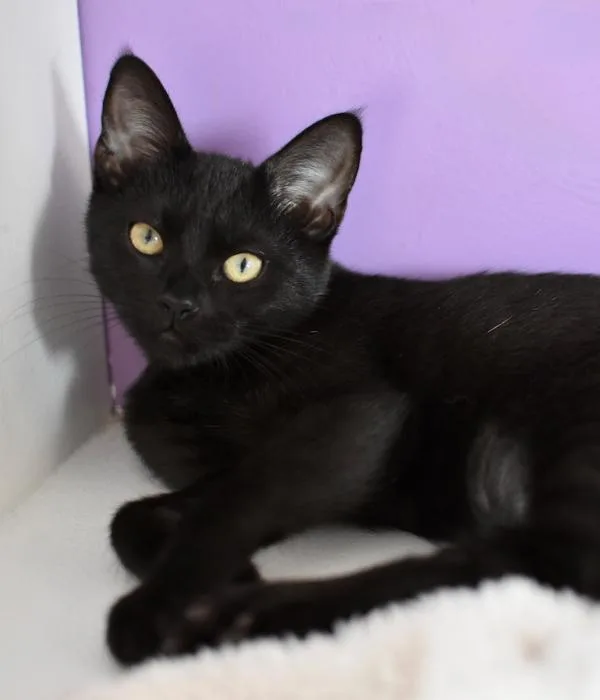 A young medium-sized female Black Domestic Short Hair cat named Miss Jane for adoption in Marietta, GA