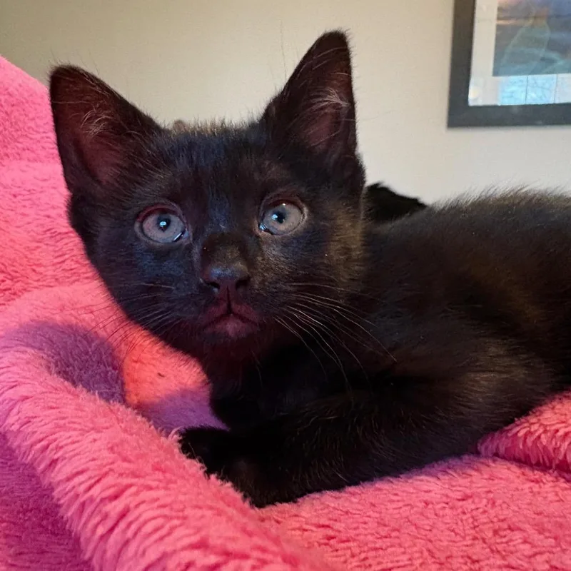 A baby small-sized female Black Domestic Short Hair cat named Eloise for adoption in Westport, CT