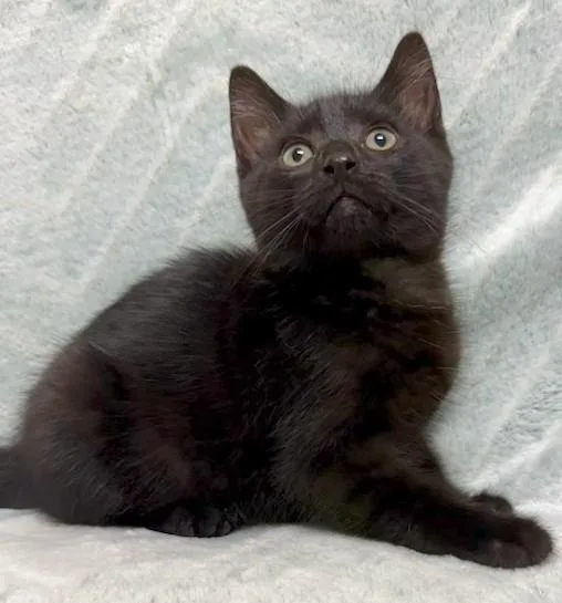 A young medium-sized female Black Domestic Short Hair cat named April for adoption in Miller Beach, IN