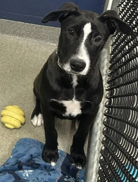 A young medium-sized female Labrador Retriever dog named Posy months for adoption in Sterling, MA