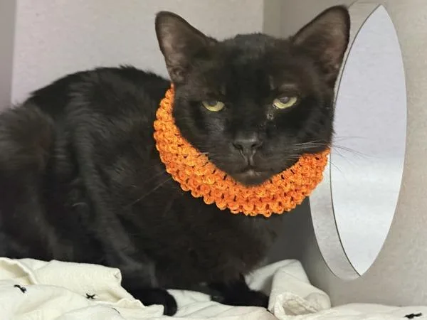 A senior medium-sized male Domestic Short Hair cat named Genevieve for adoption in New York, NY