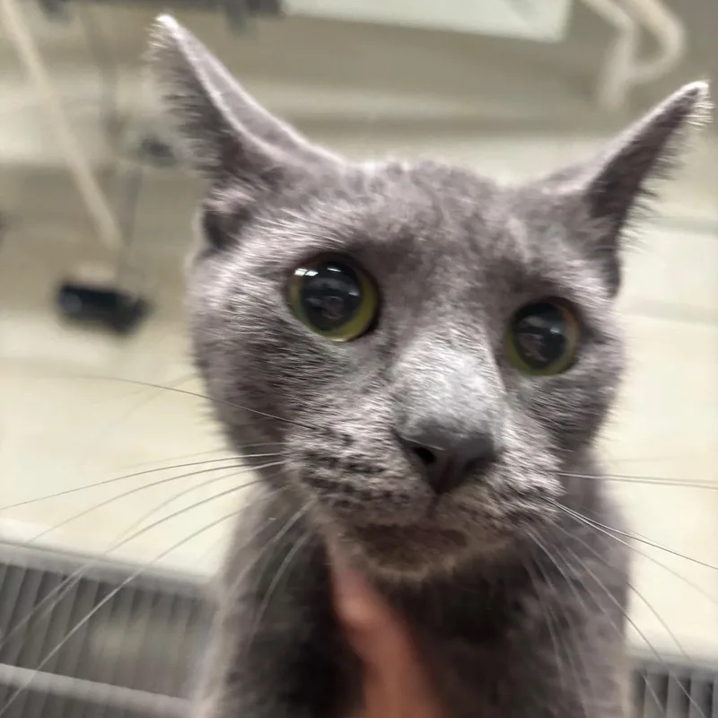 An adult medium-sized female Gray / Blue / Silver Domestic Short Hair cat named Luna C for adoption in Napoleon, OH