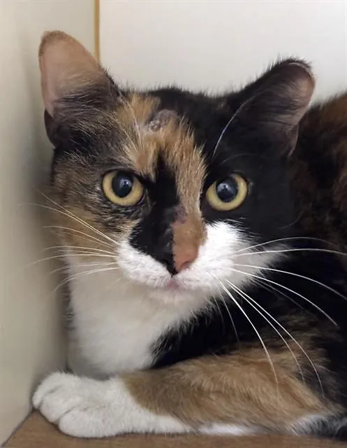 A young medium-sized female Domestic Short Hair cat named School Mama for adoption in Dedham, MA