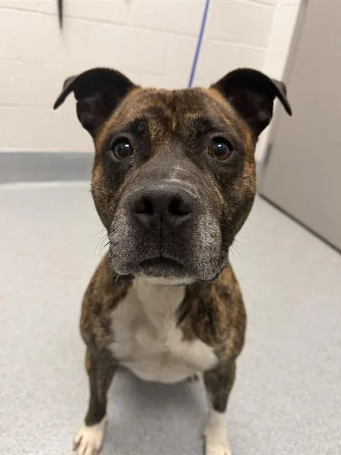 An adult medium-sized male Pit Bull Terrier dog named Wayne for adoption in Indianapolis, IN