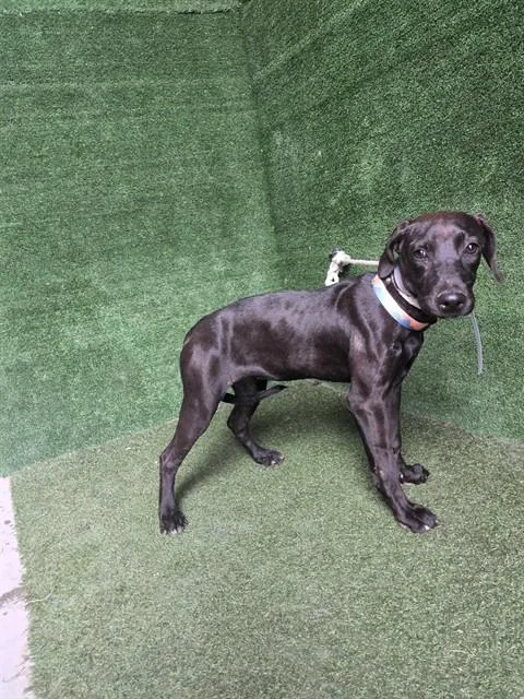A baby small-sized female Labrador Retriever dog named Vesta for adoption in Lancaster, CA