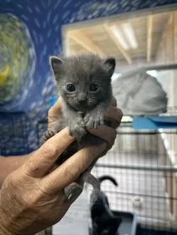 A baby small-sized female Domestic Short Hair cat named Lili Anna for adoption in West Memphis, AR