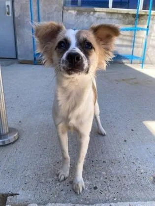 An adult small-sized female Mixed Breed dog named Lorelei for adoption in New Orleans, LA