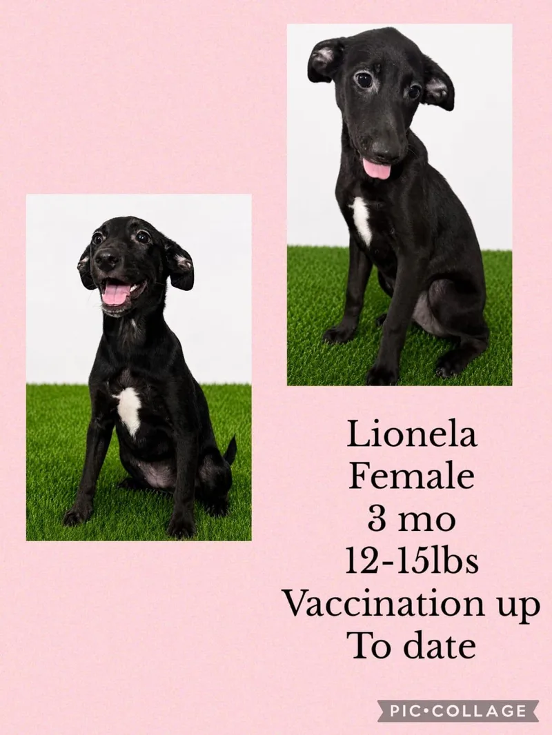 A young small-sized female Mixed Breed dog named Lionela for adoption in San Juan, PR