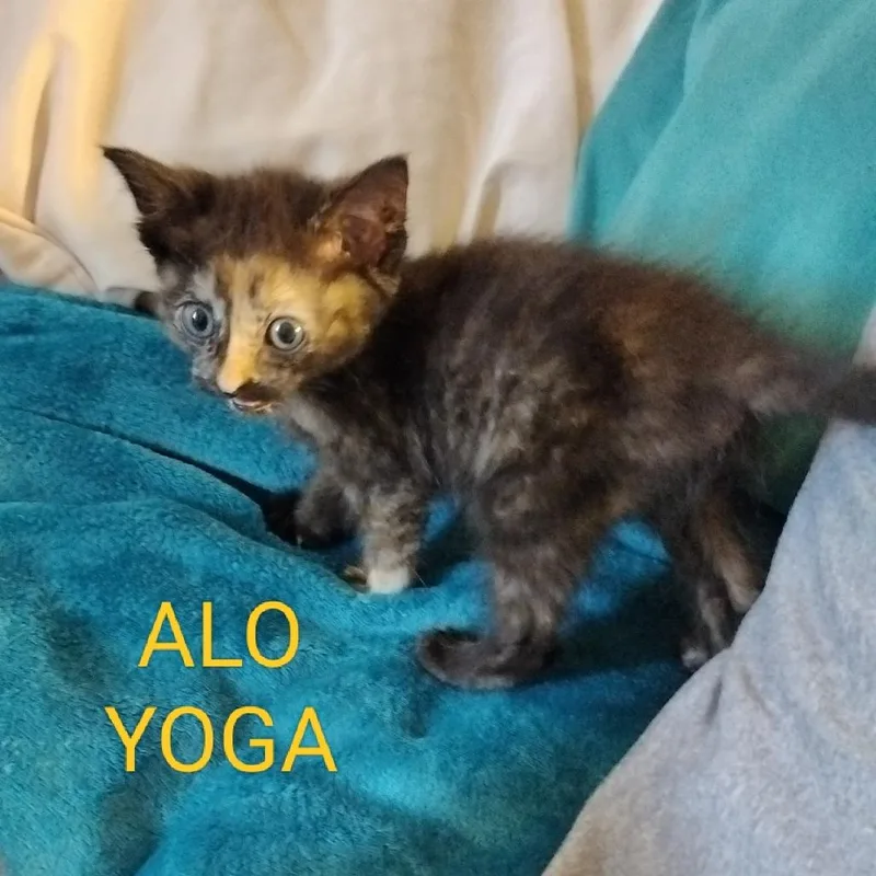 A baby small-sized female Tortoiseshell Domestic Short Hair cat named Alo Yoga for adoption in Westminster, CA