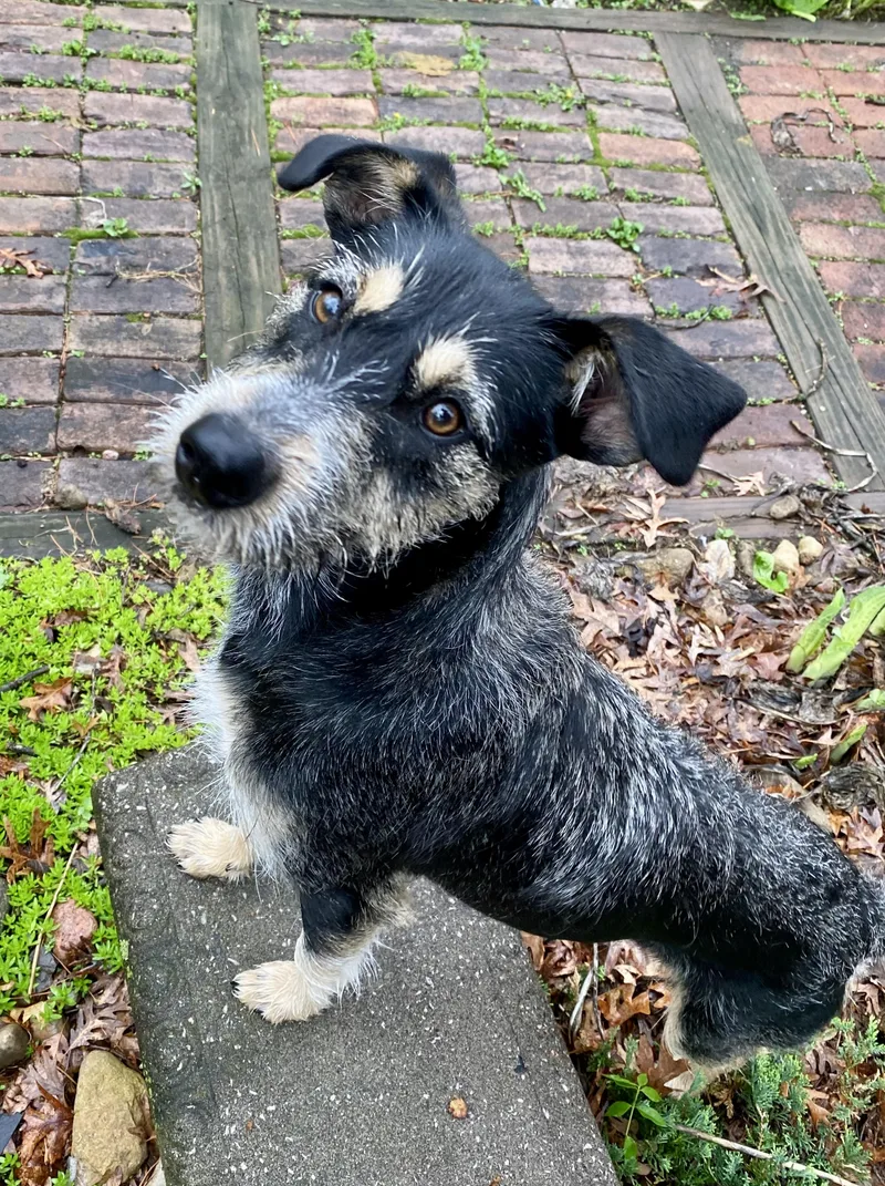 Twyla