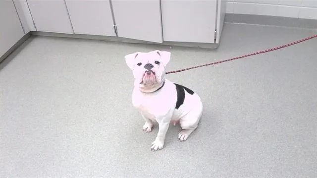An adult medium-sized female English Bulldog dog named Amara for adoption in Omaha, NE