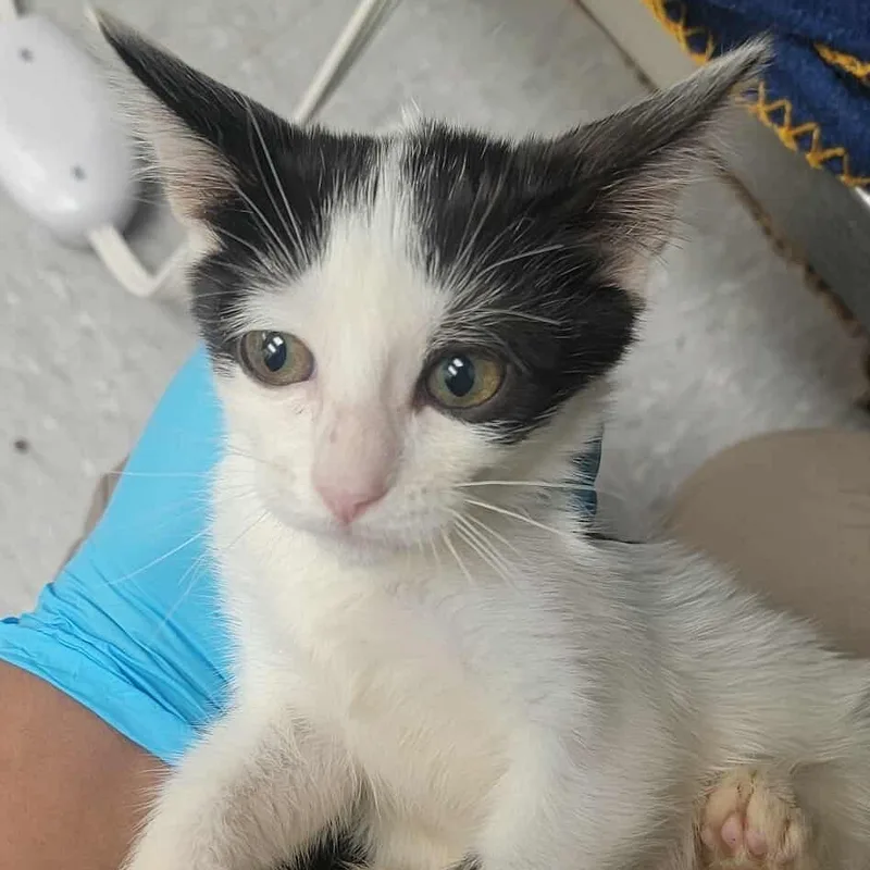 A baby small-sized female Domestic Short Hair cat named Ginger Ale for adoption in Bastrop, TX
