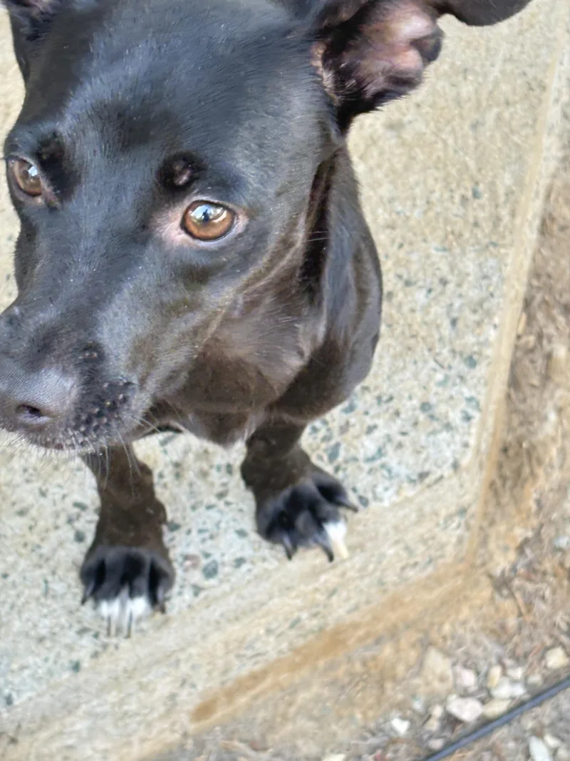 An adult small-sized female Black Mixed Breed dog named Chica for adoption in San Ysidro, CA