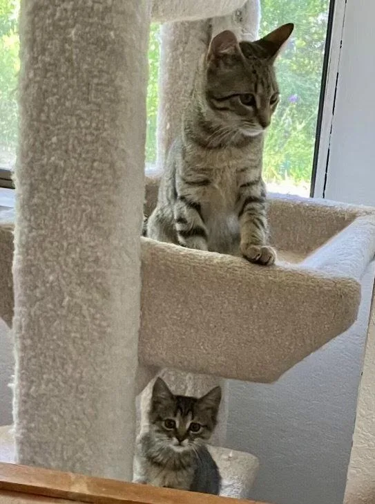 A baby small-sized female Domestic Short Hair cat named Nina for adoption in Walnut Creek, CA