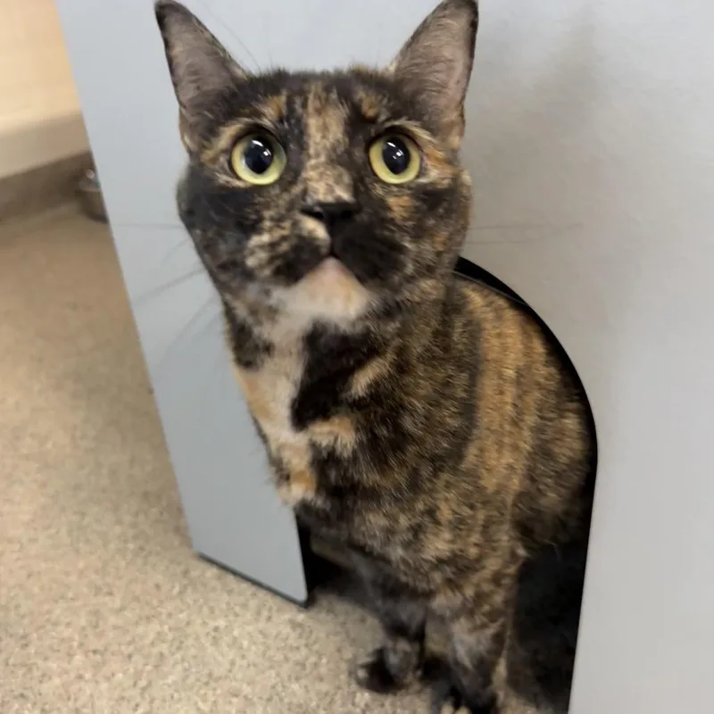 Cora
