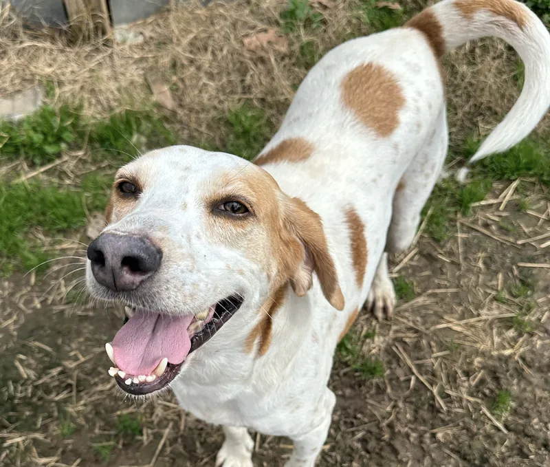 An adult medium-sized male Hound dog named Clyde for adoption in Shreveport, LA