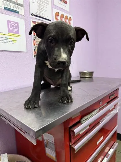 A baby small-sized male Black Pit Bull Terrier dog named 61565679 for adoption in El Paso, TX