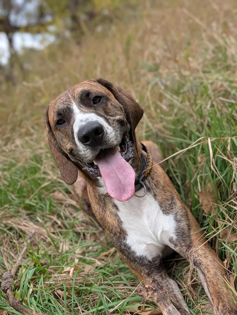 An adult extra large-sized male Brindle Bloodhound dog named Duke for adoption in JURUPA VALLEY, CA