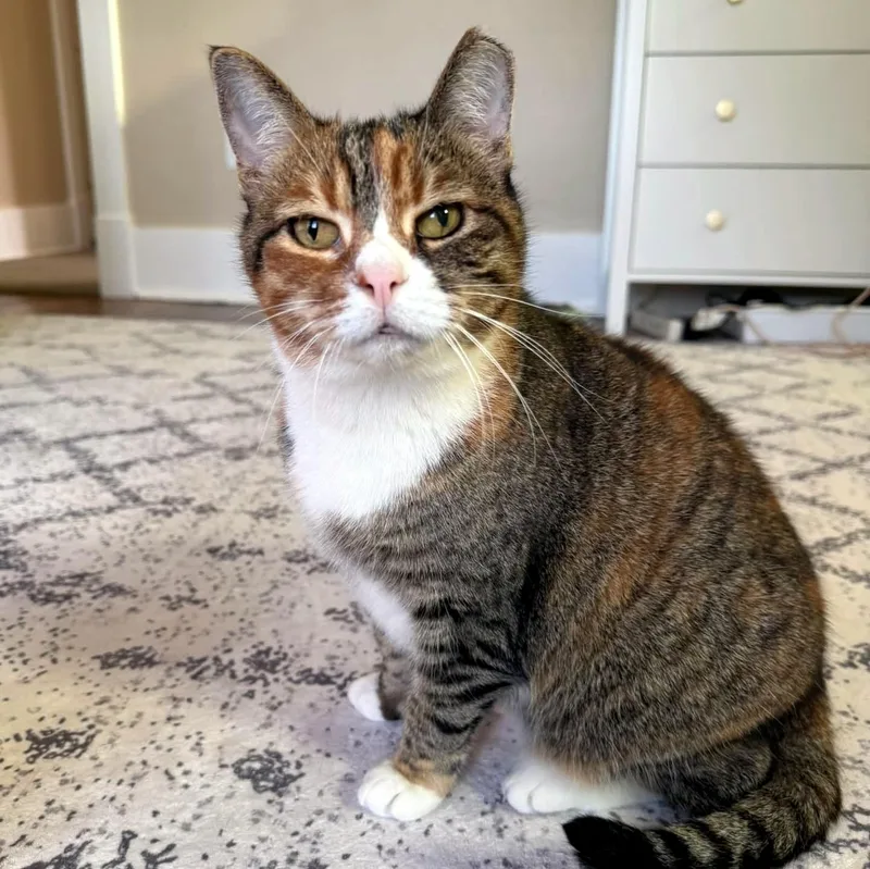 A senior medium-sized female Torbie Domestic Short Hair cat named Sweet Pea for adoption in Pittsburgh, PA