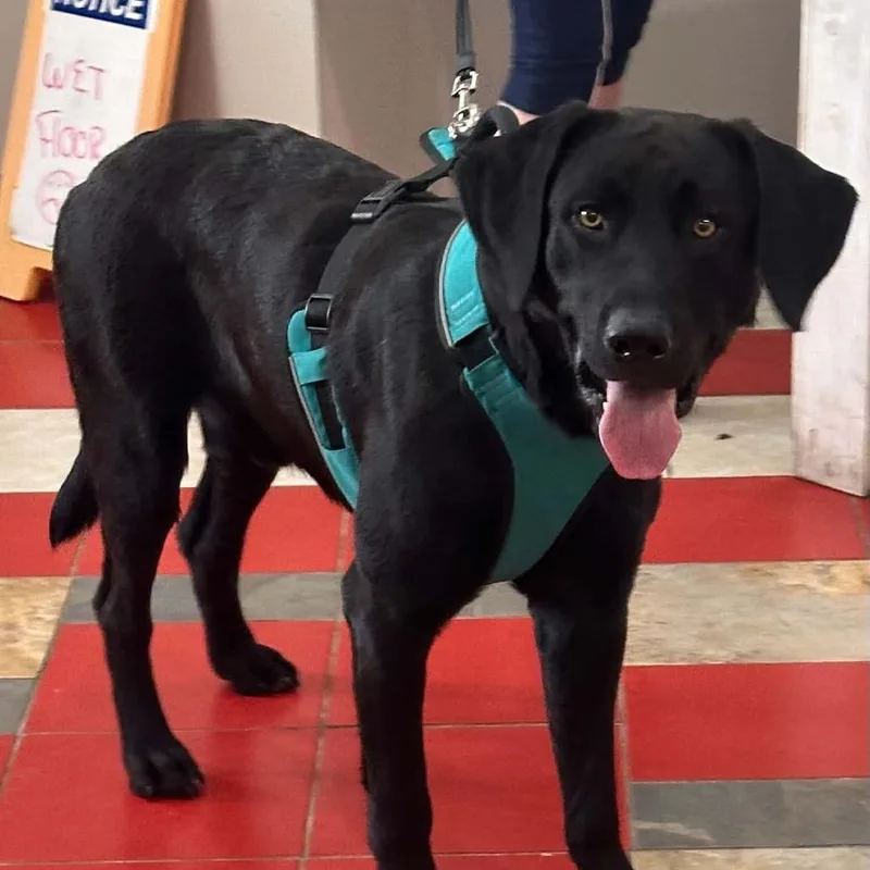 An adult large-sized male Black Labrador Retriever dog named Moose for adoption in New Tazewell, TN