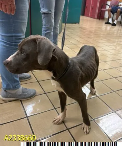A young medium-sized male Mixed Breed dog named Kramer for adoption in West Palm Beach, FL