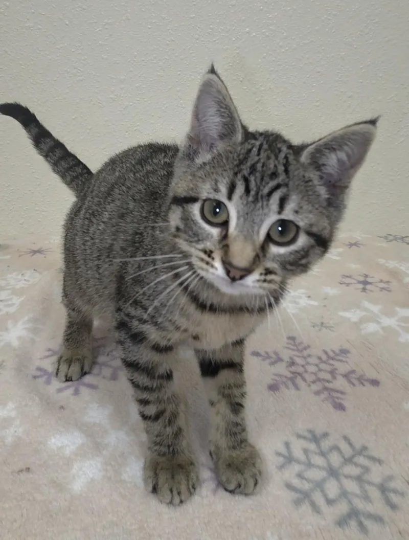 A baby small-sized female Tabby (Brown / Chocolate) Domestic Short Hair cat named Dyson for adoption in Red Wing, MN
