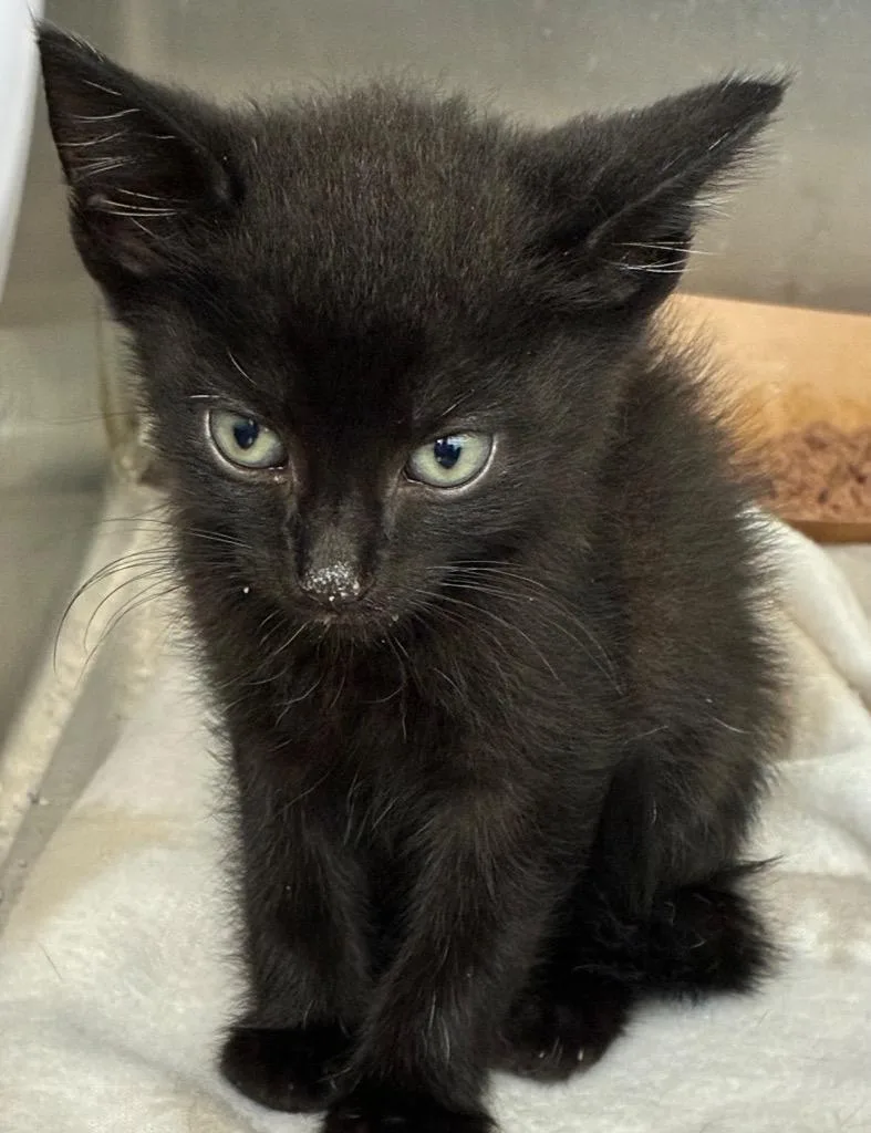 A baby small-sized male Domestic Short Hair cat named Blinky for adoption in Hartsville, SC