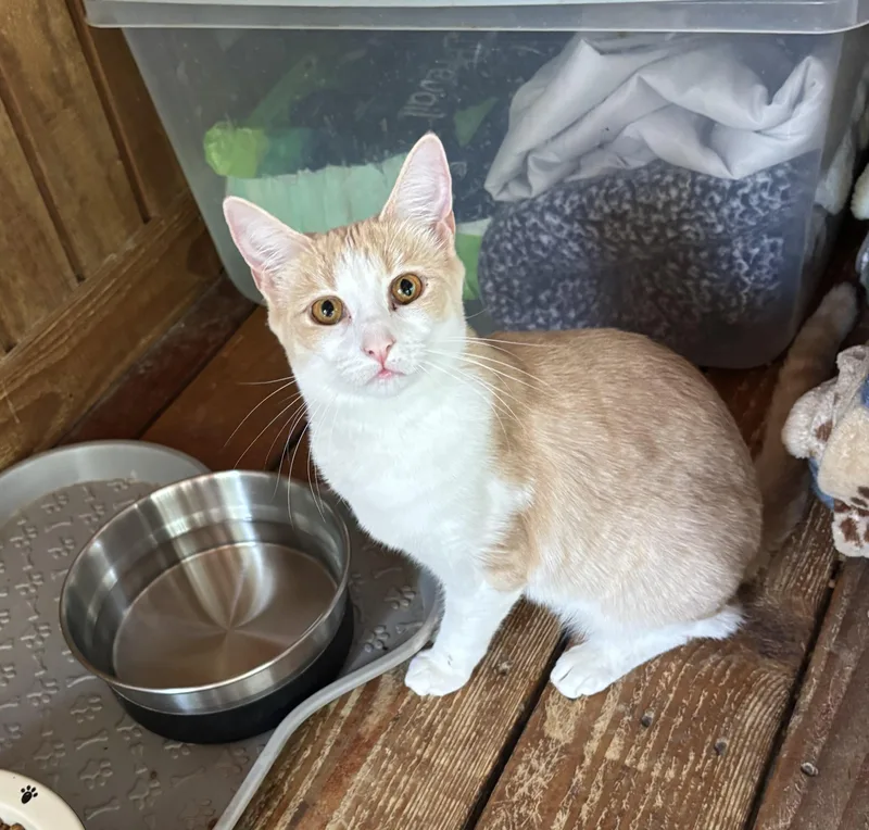 A baby medium-sized female Domestic Short Hair cat named Peach for adoption in Anderson , SC