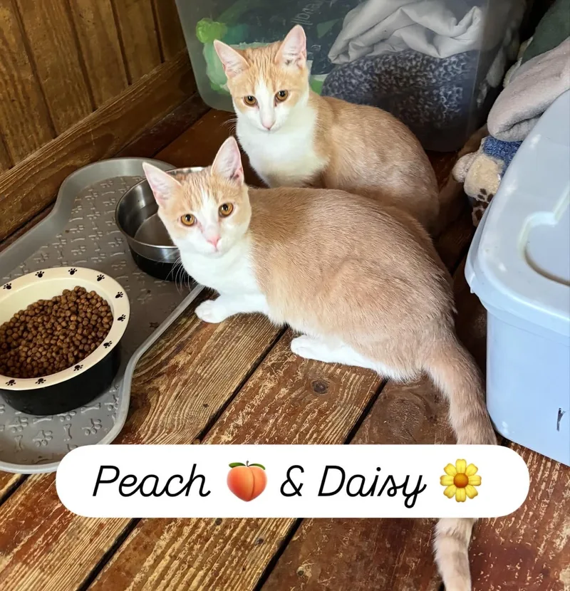 Peach thumbnail 4