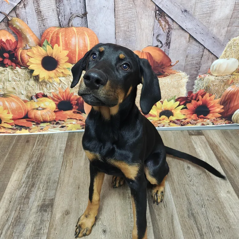 A baby large-sized male Bicolor Doberman Pinscher dog named Scrub for adoption in Oconto, WI