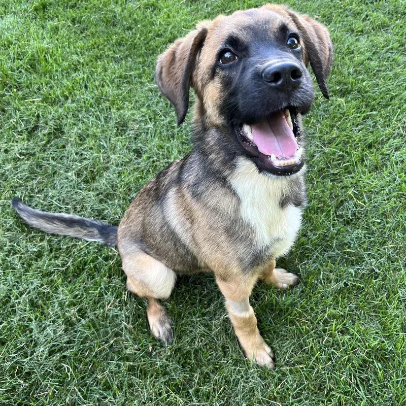 A baby medium-sized male German Shepherd Dog dog named Sonny for adoption in Sherman, IL