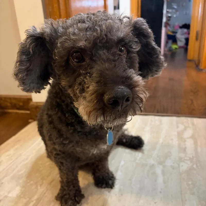 Kobilicious thumbnail 2