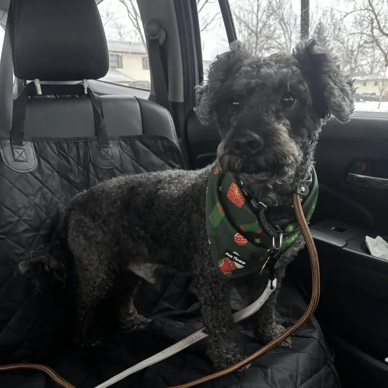 Kobilicious thumbnail 3